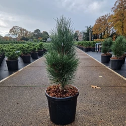 Oszlopos feketefenyő PINUS NIGRA GREEN TOWER 35/40 K8