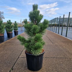 Japán feketefenyő  PINUS THUNBERGII THUNDERHEAD 60/70 K18