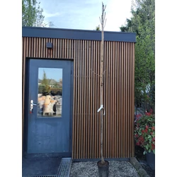 Pekándió CARYA ILLINOIN CHOCTAW 4/6 K6