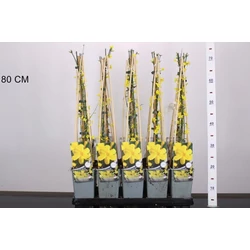 Téli jázmin JASMINUM NUDIFLORUM 60/80 K2