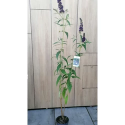 Nyári orgona  BUDDLEJA DAVIDII FAJTÁK K3