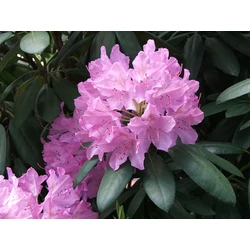 Havasszépe     RHODODENDRON CATAWBIENSE 25/30 K3
