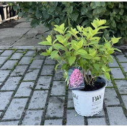 Bugás hortenzia   HYDRANGEA PANICULATA FIRE LIGHT 25/30 K3