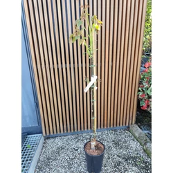 Piros bélű dió JUGLANS REGIA RED RIEF 100/125 K6