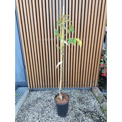 Piros bélű dió JUGLANS REGIA RED PHANTOM 60/80 K6