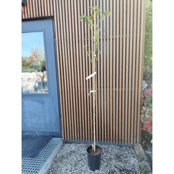 Óriás termésű dió JUGLANS REGIA LANGE VAN LOD 150/175 K6 