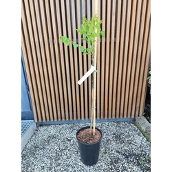 Fekete dió JUGLANS NIGRA 60/80 K6