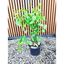 Kislevelű kacsurafa   CERCIDIPHYLLUM JAPONICUM 60/80 K3