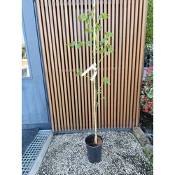Óriás termésű dió JUGLANS REGIA LANGE VAN LOD 100/125 K6 