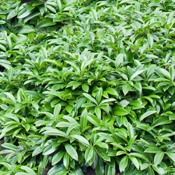 Közönséges babérmeggy   PRUNUS LAUROCERASUS MOUNT VERNON 30CM K3