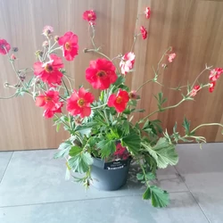 Gyömbérgyökér GEUM TEMPEST SCARLET CS17