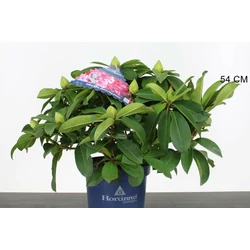 Havasszépe   RHODODENDRON XXL 80/90 K15