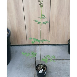 BÓRKÓRÓ THALICTRUM ELIN CS14
