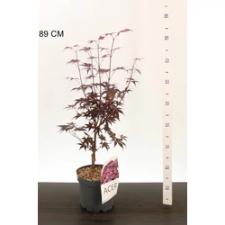 Japán juhar    ACER PALMATUM BLOODGOOD 50/60 K4