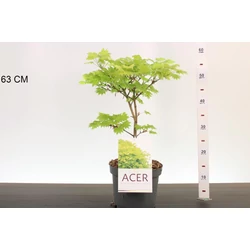 Japán juhar    ACER PALMATUM SHIRASAWANUM AUREUM 30/40 K4