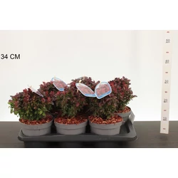 Japán vérborbolya BERBERIS THUNBERGII BAGATELLE 20/25 K2