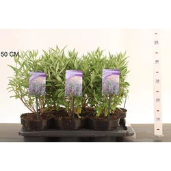 Angol kékszakáll  CARYOPTERIS CLANDONENSIS THETIS 25/30 K2