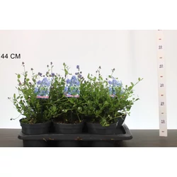 Kék táskavirág  CEANOTHUS IMPRESSUS VIKTORIA 20/25 K2