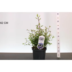 Tarackoló kékgyökér CERATOSTIGMA WILLMOTTIANUM 30/40 K3,5