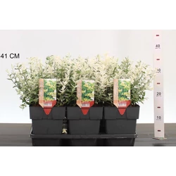 Repkény kecskerágó   EUONYMUS FORTUNEI HARLEQUIN 20CM K2,5
