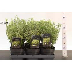 Japán kecskerágó   EUONYMUS JAPONICUS MICROPHYLLUS AUREOVARIEGATUS 20/25 CS15