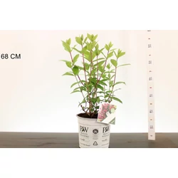 Cserjés hortenzia  HYDRANGEA ARBORESCENS RUBY ANNABELLE 25/30 K5