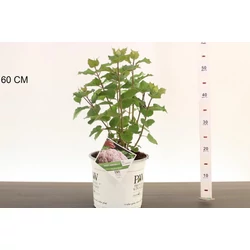 Cserjés hortenzia  HYDRANGEA ARBORESCENS SWEET ANNABELLE 30/35 K5