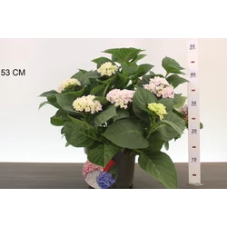 Kerti hortenzia    HYDRANGEA MACROPHYLLA ANKONG K4