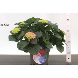 Kerti hortenzia    HYDRANGEA MACROPHYLLA RED BARON K4