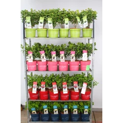 Bugás hortenzia    HYDRANGEA PANICULATA GARDEN LIGHTS K5