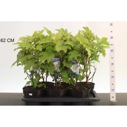 Tölgylevelű hortenzia   HYDRANGEA QUERCIFOLIA SNOW QUEEN 25/30 K2