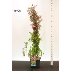 Kínai pompáslonc  KOLKWITZIA AMABILIS 60/80 K5
