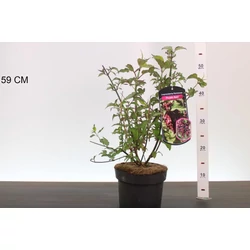 Himalájai dudváslonc LEYCESTERIA FORMOSA PURPLE RAIN 40/50 K3