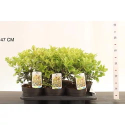 Felemáslevelű illatcserje  OSMANTHUS HETEROPHYLLUS GOSHIKI K2