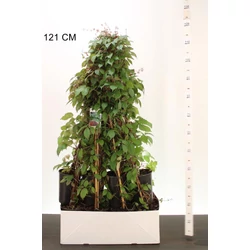 Repkény vadszőlő    PARTHENOCISSUS TRICUSPIDATA VEITCHII POSKOOP 80CM K2