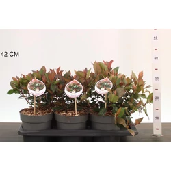 Örökzöld korallberkenye  PHOTINIA FRASERI LITTLE RED ROBIN 25/30 CS17
