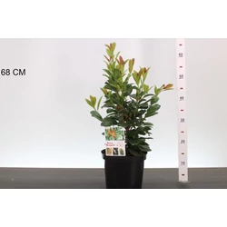 Oszlopos babérmeggy   PRUNUS LAUROCERASUS BONAPARTE 40CM K4