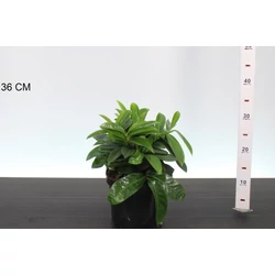 Közönséges babérmeggy   PRUNUS LAUROCERASUS MOUNT VERNON 25CM K3