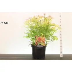 Aranylombú tollas gyöngyvessző   SORBARIA SORBIFOLIA SEM 40/50 K10