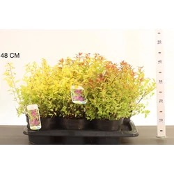 Japán gyöngyvessző SPIRAEA JAPONICA GOLDMOUND K2