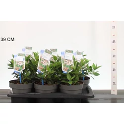 Téli bangita    VIBURNUM TINUS EVE PRICE 30/35 CS17