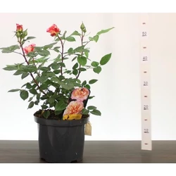 Rózsa  ROSA AUGUSTA LOUISE 50/60 CS23
