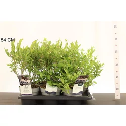 Kék áfonya  VACCINIUM CORYMBOSUM CS17