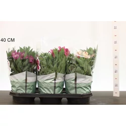 Inkaliliom    ALSTROEMERIA CS19