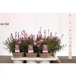 Évelő díszgyertya   GAURA LINDHEIMERI GAUDI ROSE CS17