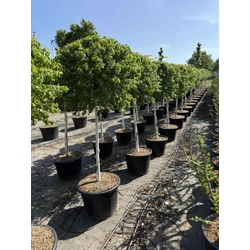 Gömb nyír   BETULA PENDULA MAGICAL GLOBE T3/4 K30