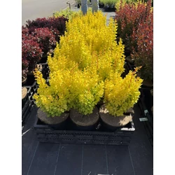 Japán oszlopos borbolya BERBERIS THUNBERGII GOLDEN TORCH 25/30 K4