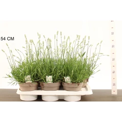 Levendula  LAVANDULA ANGUSTIFOLIA AROMANCE WHITE 40 CM CS17