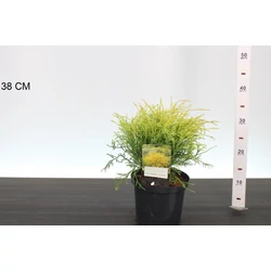 Aranyszínű szavára hamisciprus  CHAMAECYPARIS PISIFERA FILIFERA AUREA 20/25 K2,5