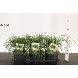 Fonalas tuja THUJA PLICATA WHIPCORD 15/20 K2,5